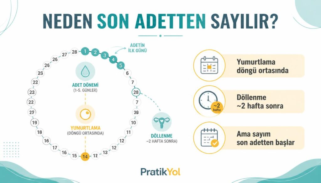 gebelik son adet döllenme 2 hafta